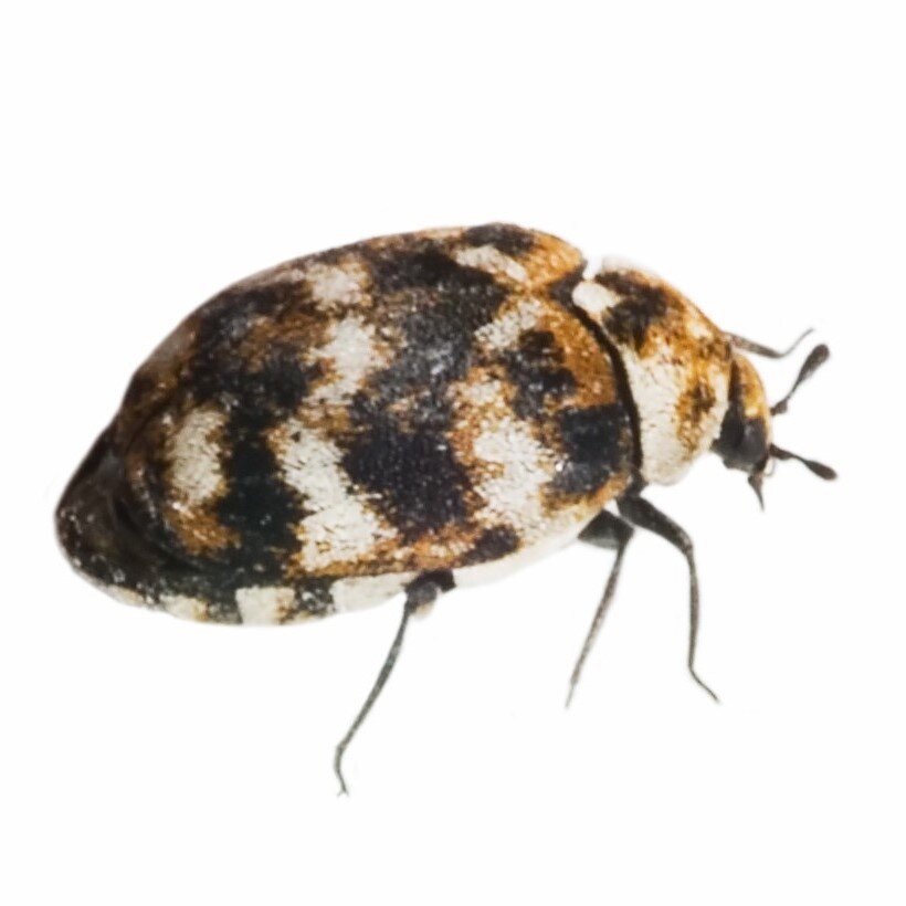 how-to-get-rid-of-carpet-beetles