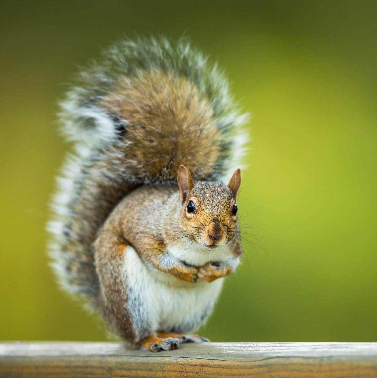 Squirrel Removal Kansas City