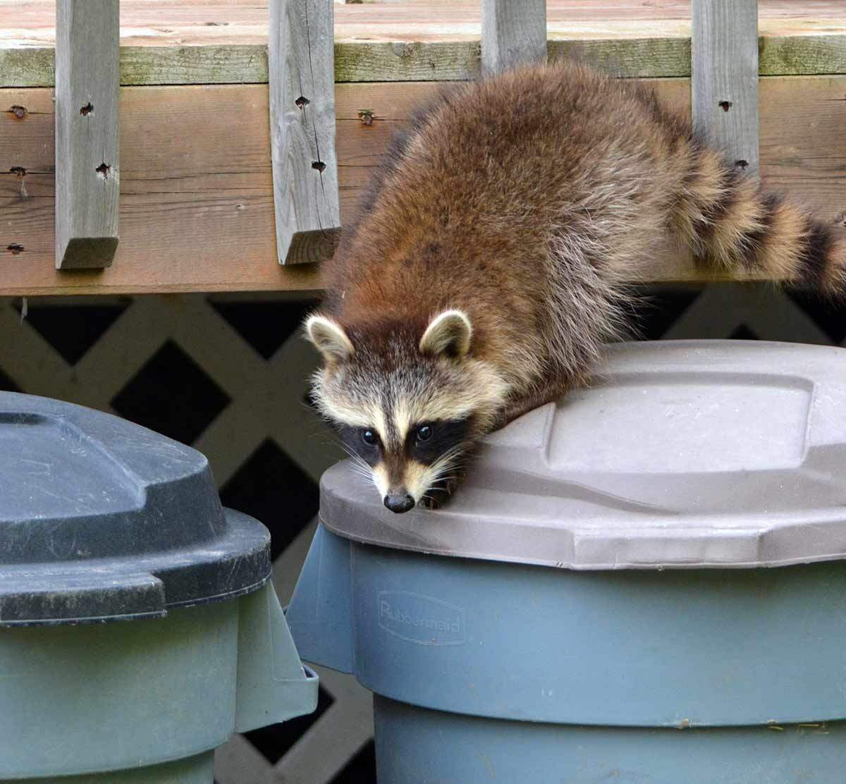 Nuisance Animal Removal