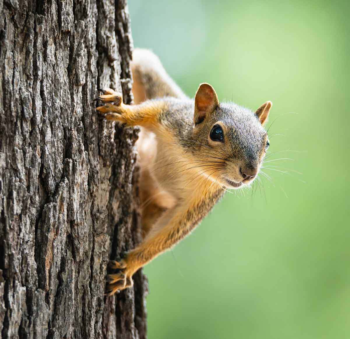 Squirrel Pest Control Services