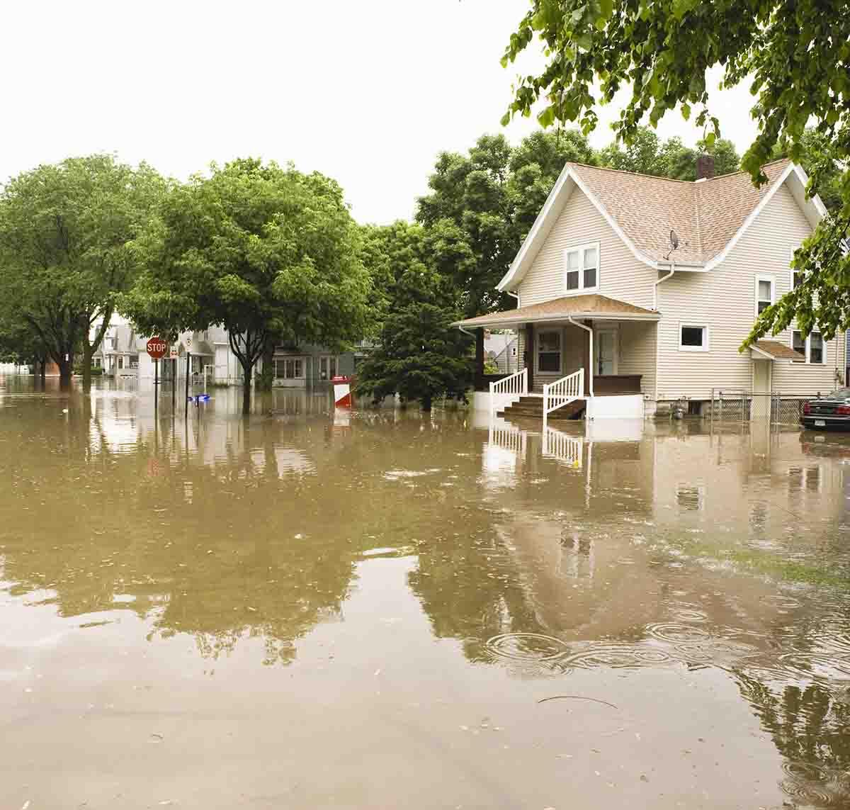 Common Pests After Flooding