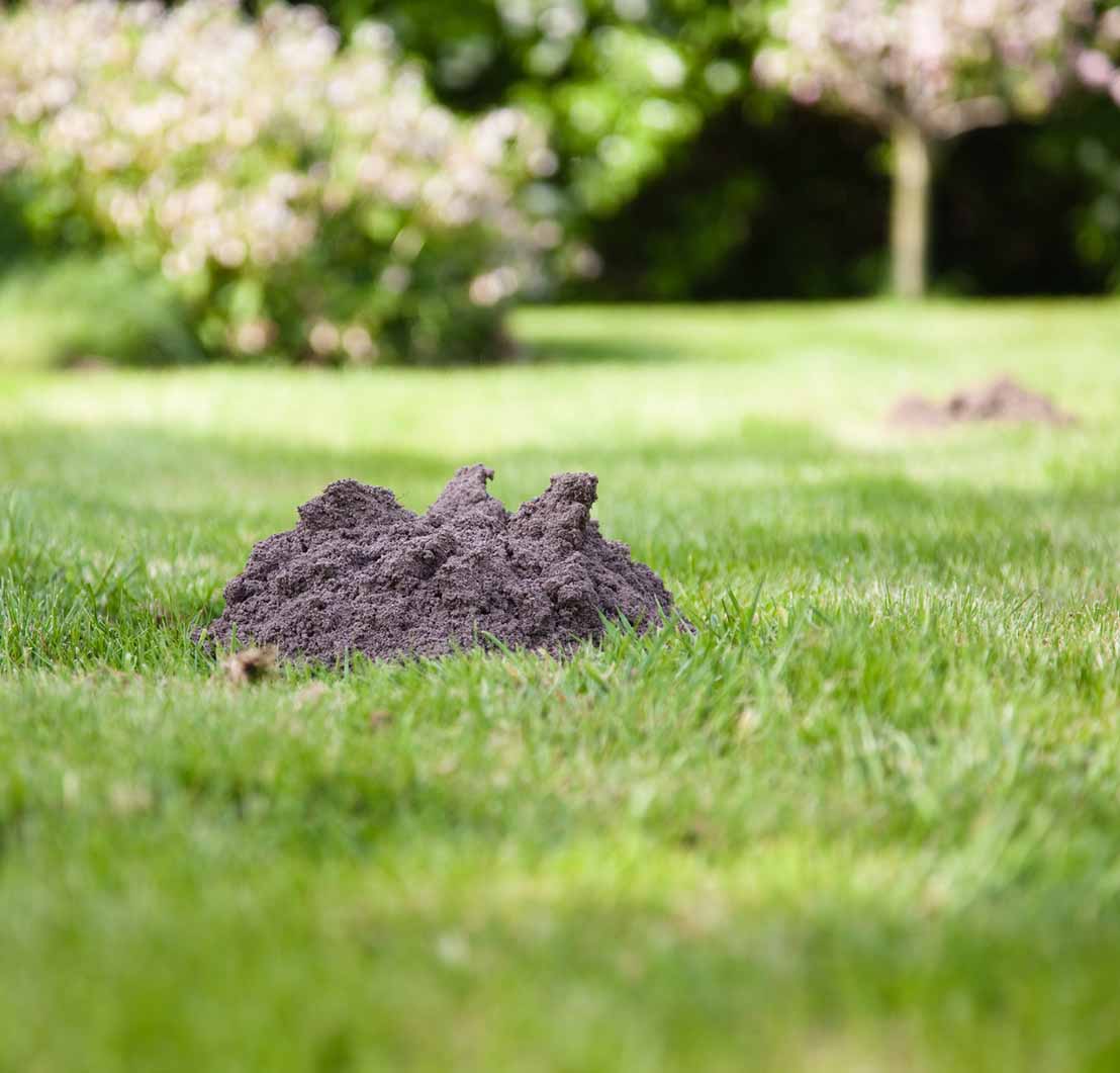 Mole Control Services Kansas City