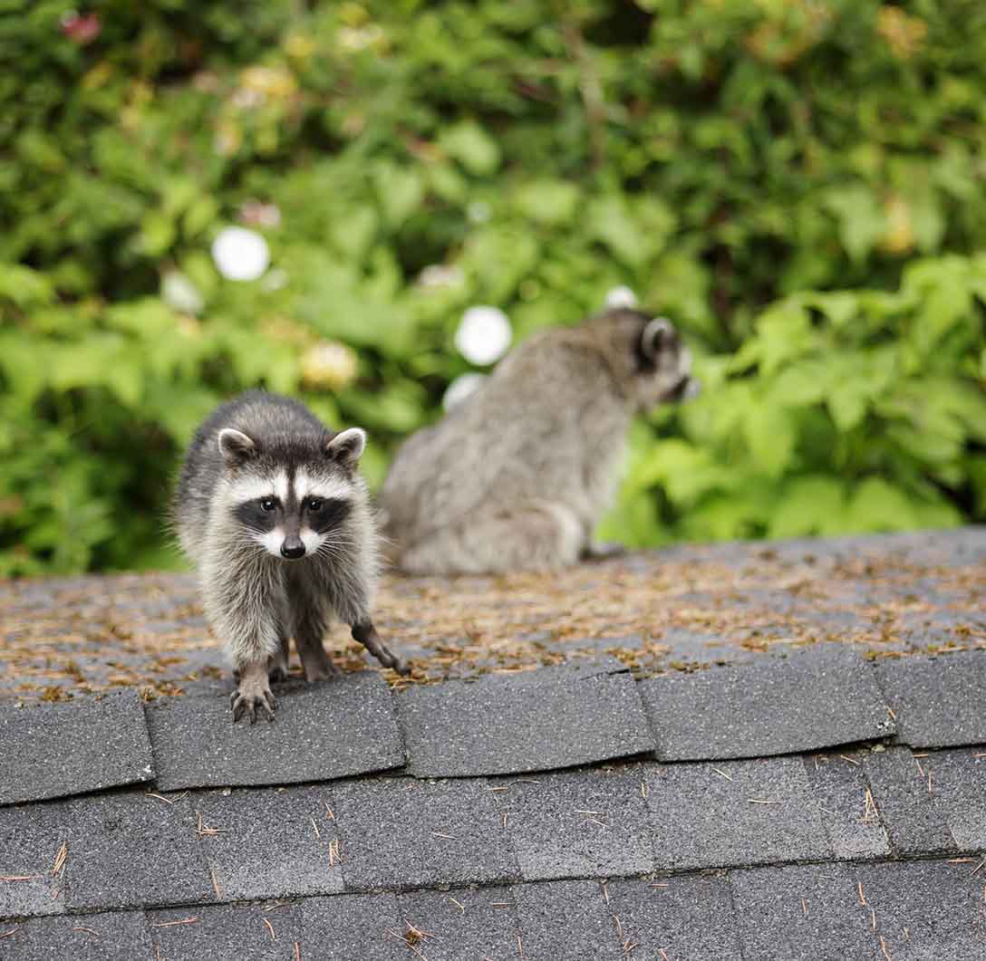 Raccoon Removal Kansas City