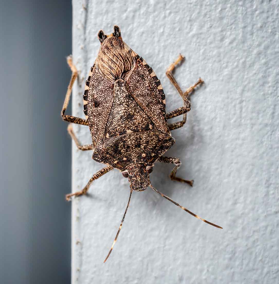 Stink Bug Exterminator Kansas City