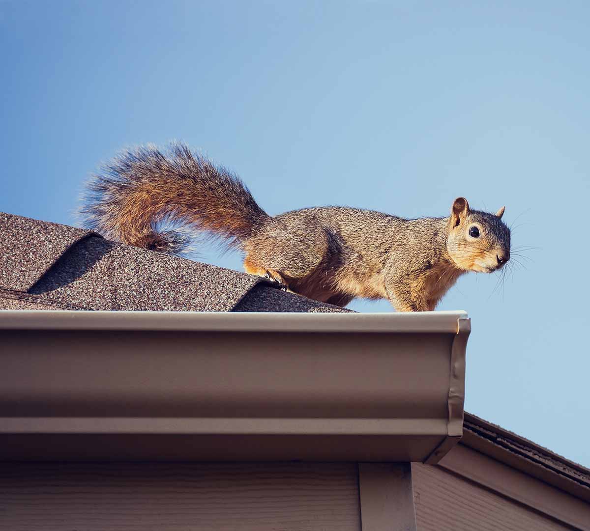 Squirrels in Your Attic