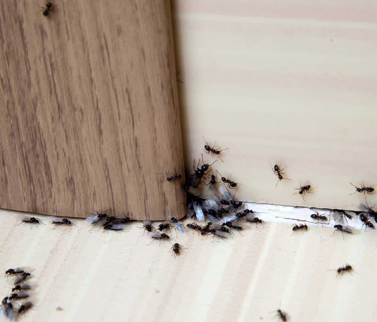 Ant Exterminator Kansas City