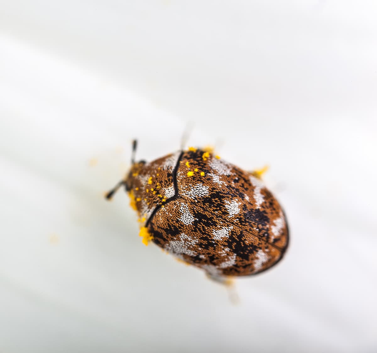 How to Get Rid of Carpet Beetles