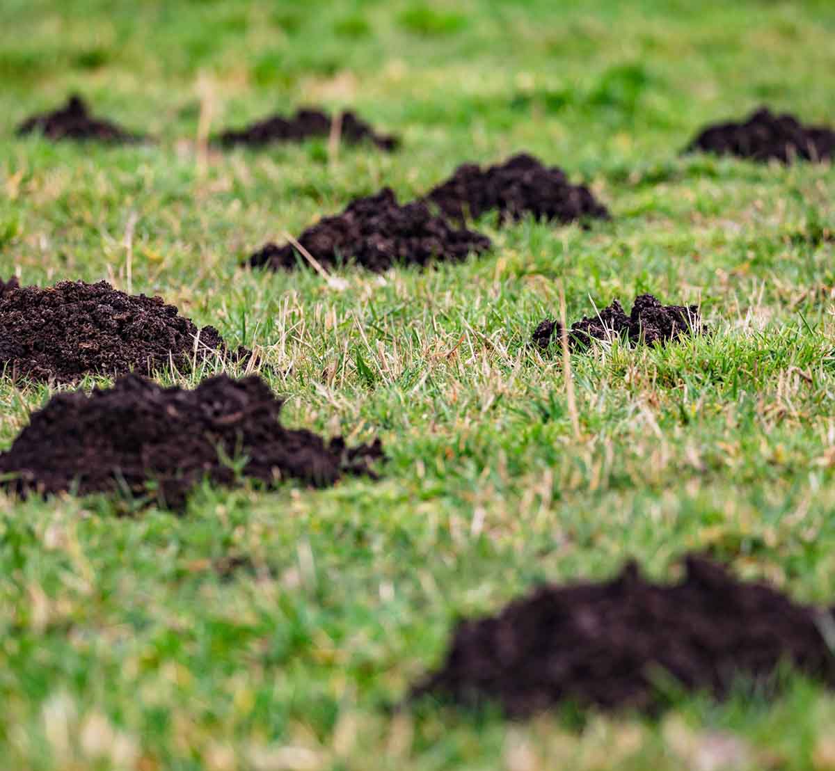 Mole Control Kansas City