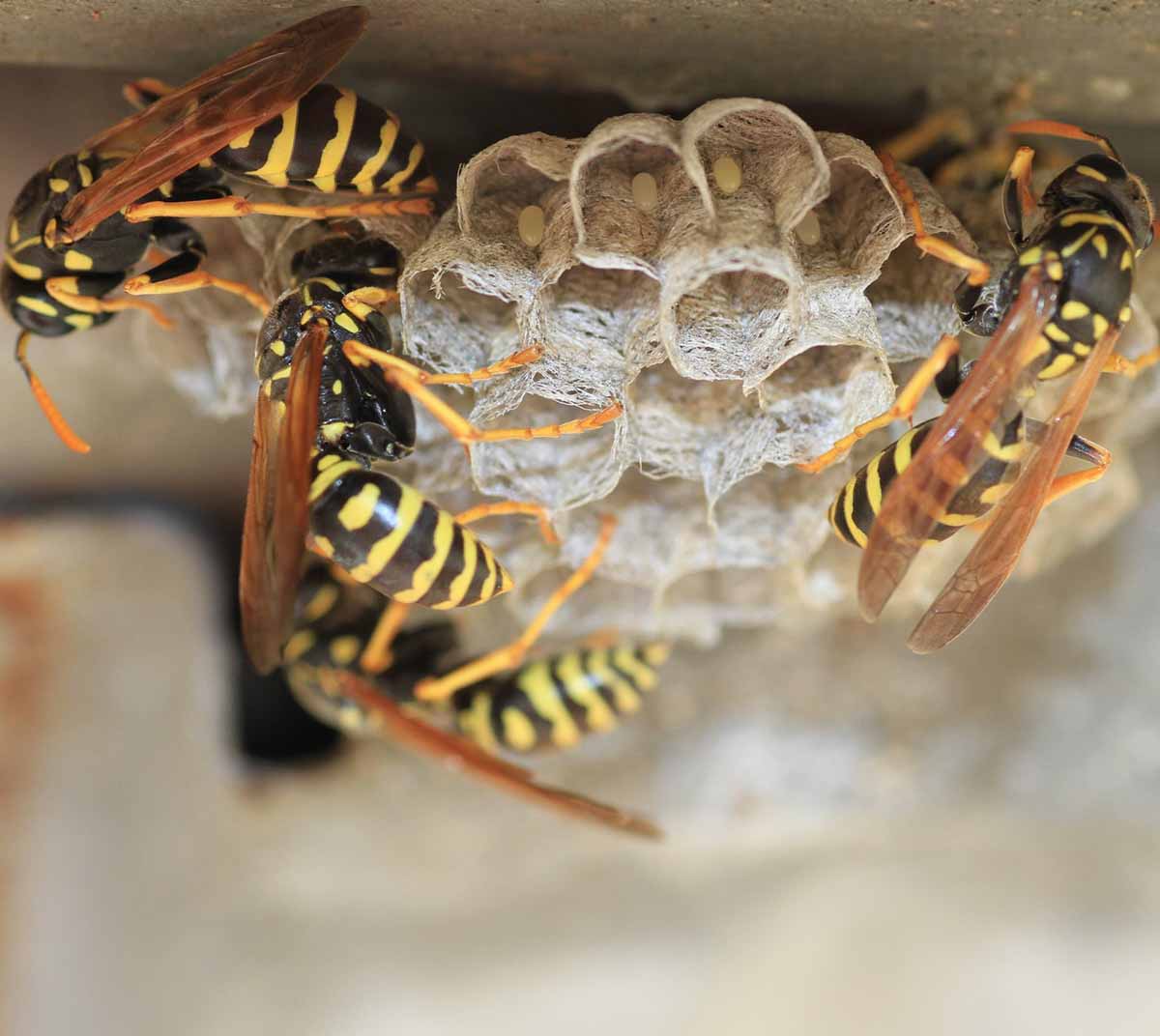 Wasp Pest Control