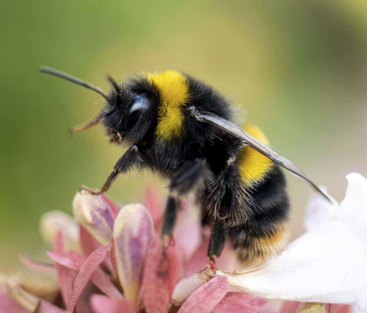 Bee Pest Control Kansas City