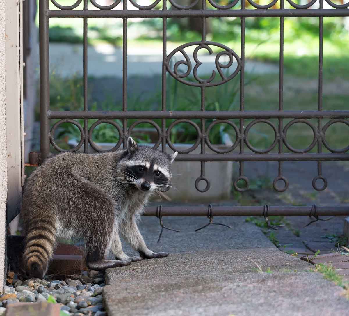 Raccoon Removal Kansas City