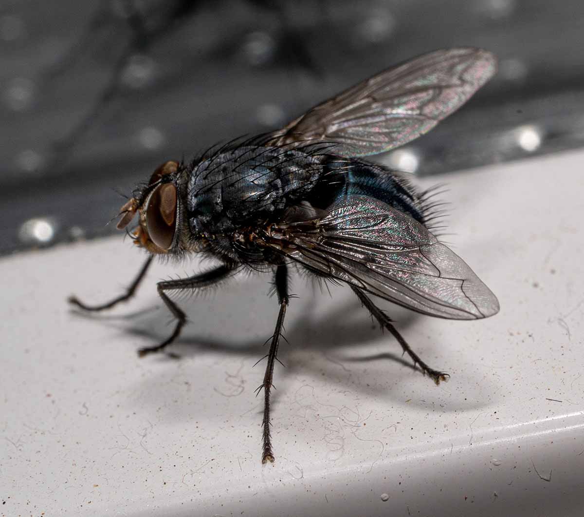 Cluster Fly Pest Control Kansas City